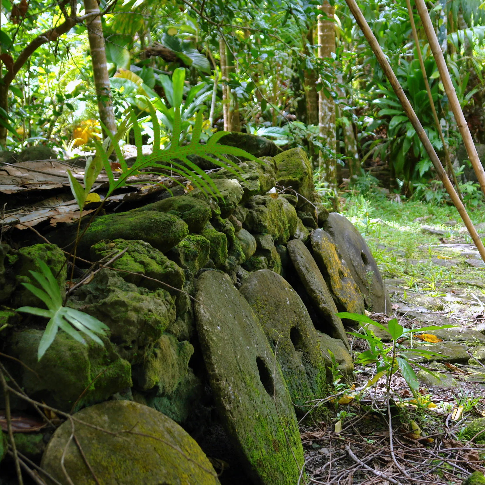 A row of moss-covered stone discs leaning against a dry-stone wall beside a forest path.