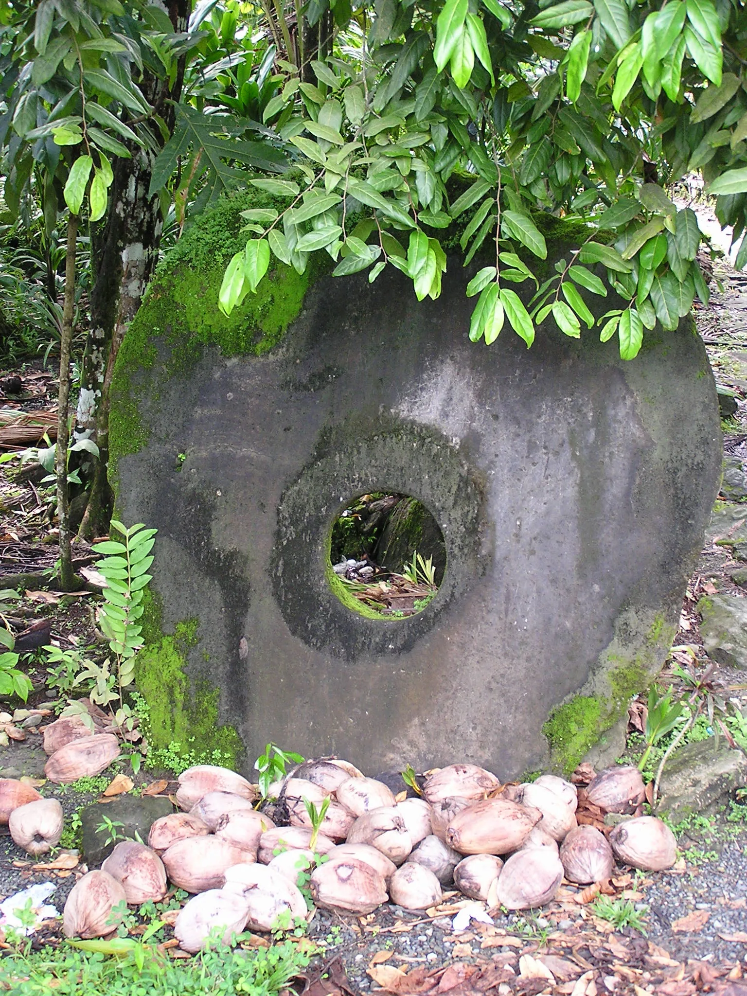 A single upright grey stone disc, patched with green moss, standing under leafy branches with a round hole through its centre and a pile of husked coconuts at its base.